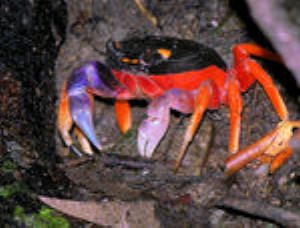 Crab - Halloween (Land)